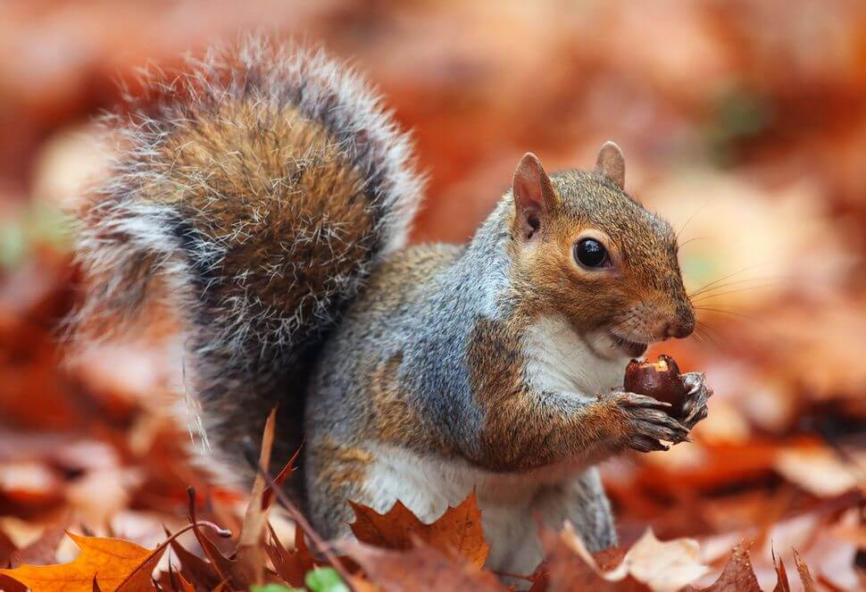 Busy Little Chipmunk Chipmunks Squirrel