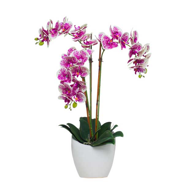 Triple Cream/Fuchsia Phalaenopsis in Slant Pot