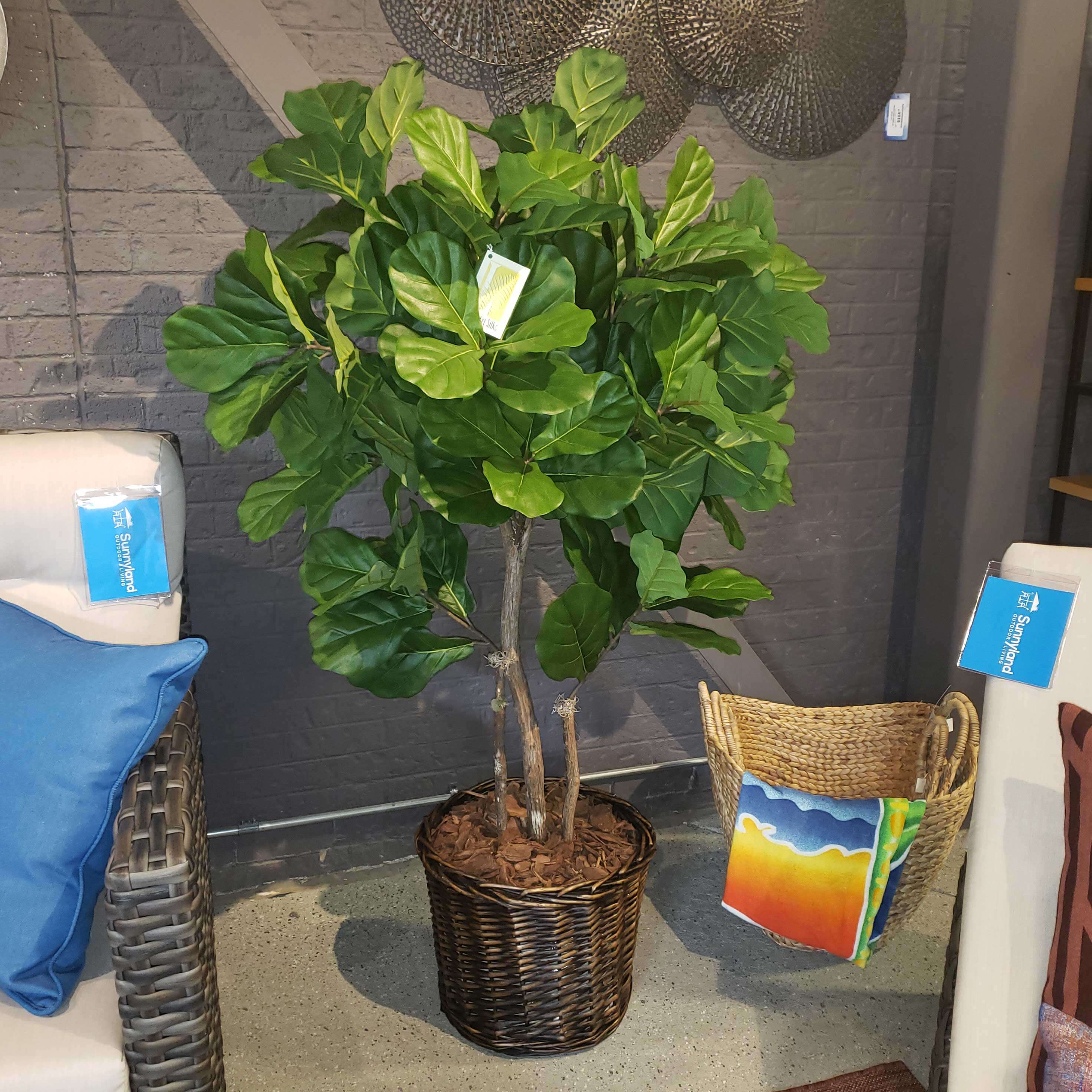 Fiddle Fig